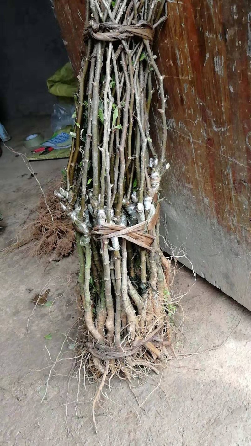 青枣树苗蜜丝枣苹果枣大青枣庭院种植当年结果南北方果树包邮