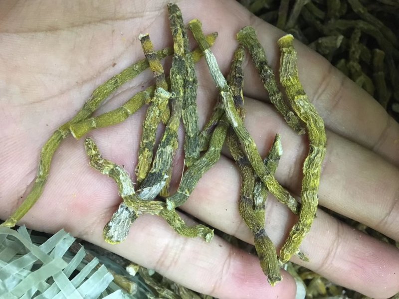《爆胶》铁皮石斛短粗芽尖干条石斛中的精品