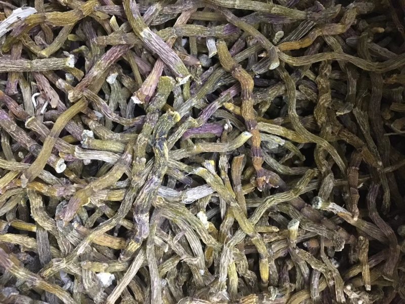 《爆胶》铁皮石斛短粗芽尖干条石斛中的精品