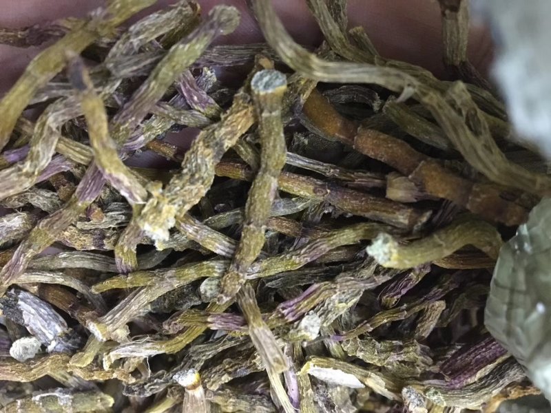《爆胶》铁皮石斛短粗芽尖干条石斛中的精品