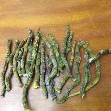 《爆胶》铁皮石斛短粗芽尖干条石斛中的精品