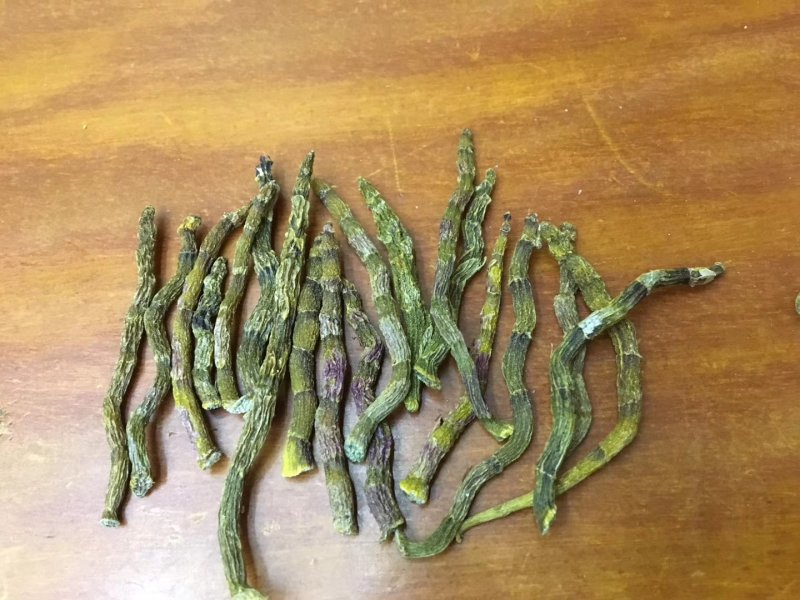 《爆胶》铁皮石斛短粗芽尖干条石斛中的精品