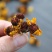 精选昆仑山雪菊花朵饱满洁净无杂质口感顺滑清香甘甜