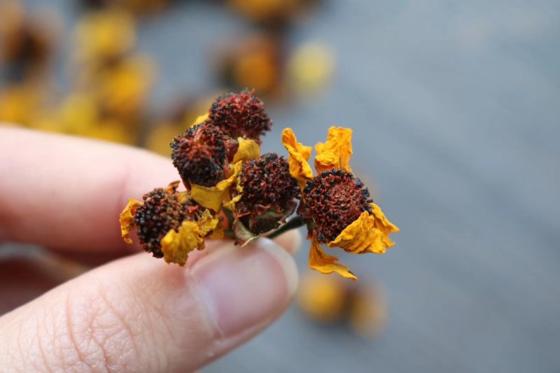 精选昆仑山雪菊花朵饱满洁净无杂质口感顺滑清香甘甜