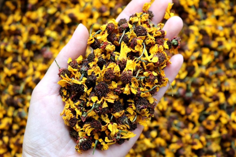 精选昆仑山雪菊花朵饱满洁净无杂质口感顺滑清香甘甜