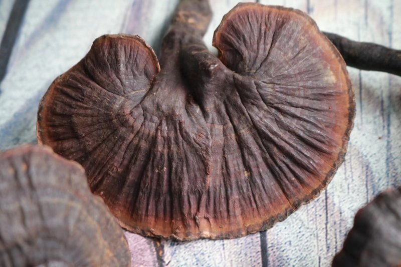 精选云南野生紫灵芝香味非常浓短柄天然生成无熏硫