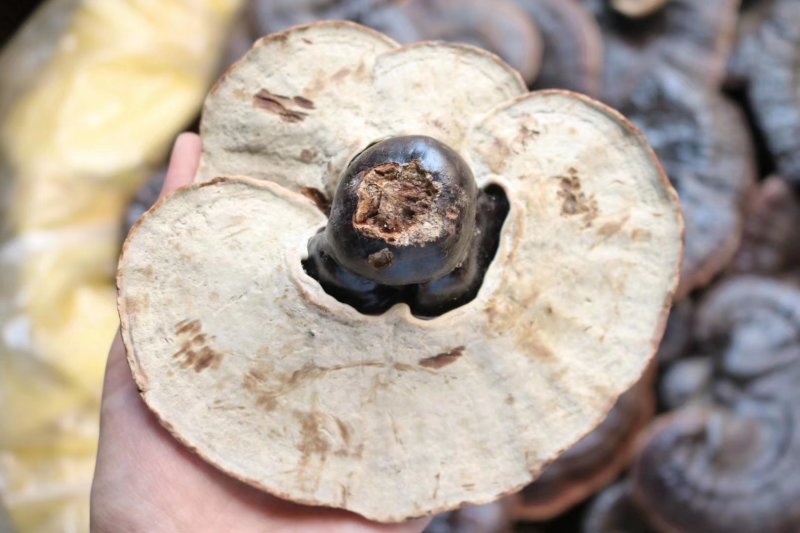 精选广西金边灵芝无熏硫味道浓