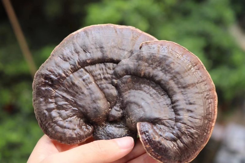 精选广西金边灵芝无熏硫味道浓