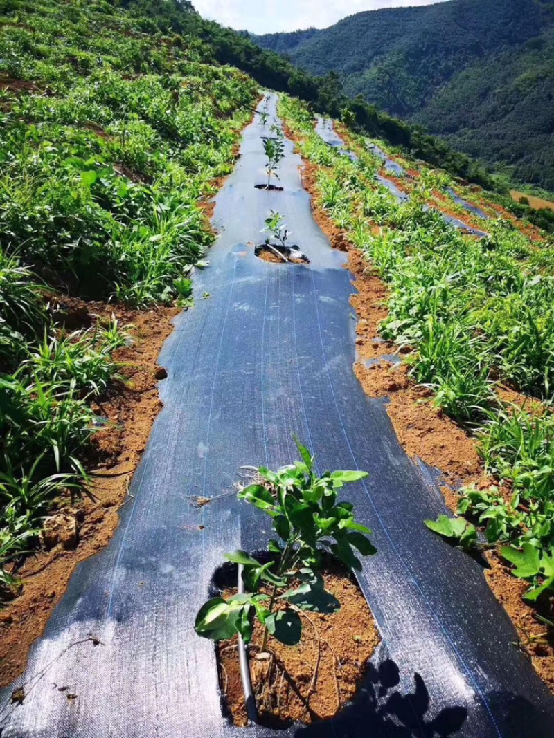 地钉地膜批发