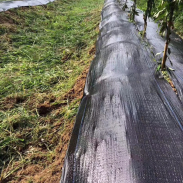 地钉地膜批发