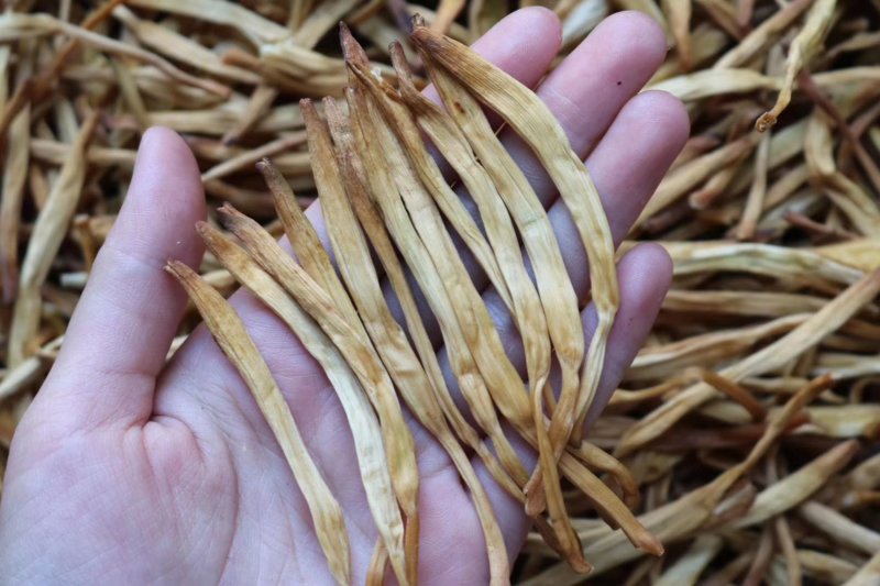 精选特级黄花菜干无熏硫味道浓口感鲜嫩脆爽一件代发