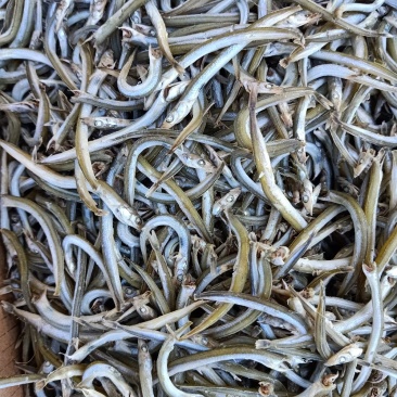 牙签鱼，面条鱼，银针鱼，青鱼干9斤净