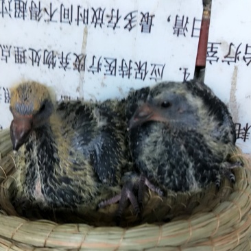 黑桑杰士，纯白信鸽，慕利门，天落，成绩鸽。