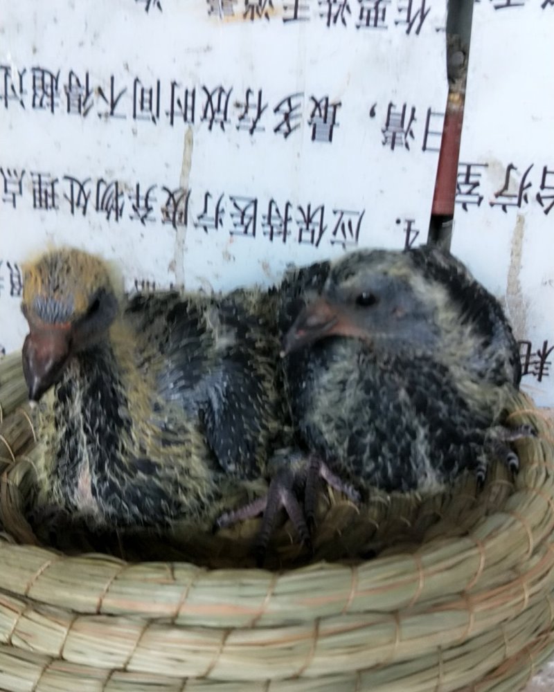 黑桑杰士，纯白信鸽，慕利门，天落，成绩鸽。