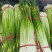 蒜薹