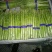 青笋白笋大量上市！需要的联系我！