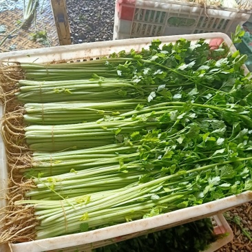 安徽香芹