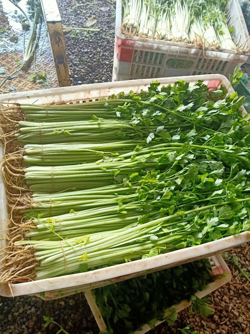安徽香芹