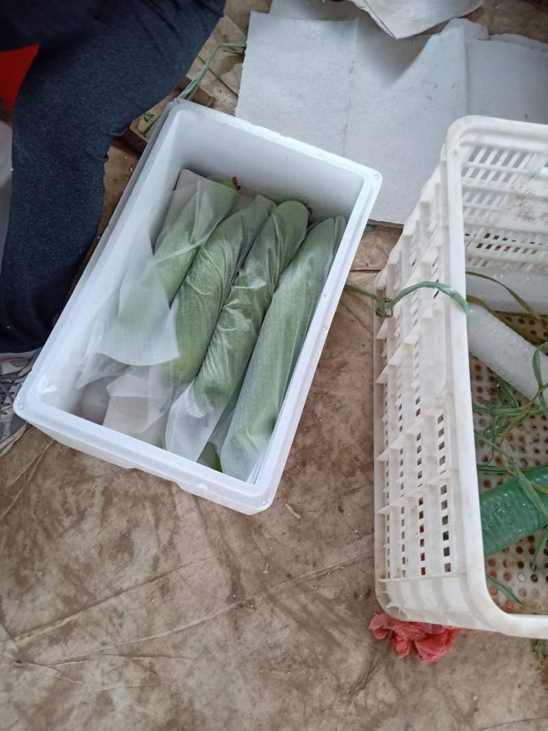 山东青州40cm左右精品瓠瓜