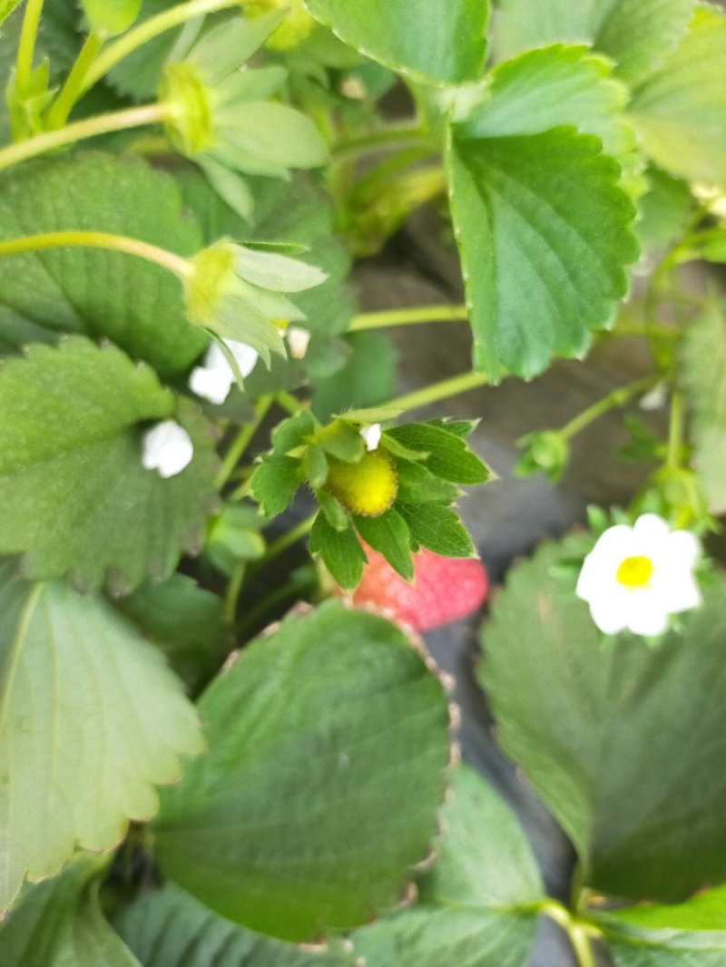 新鲜草莓。现摘现发。基地直供