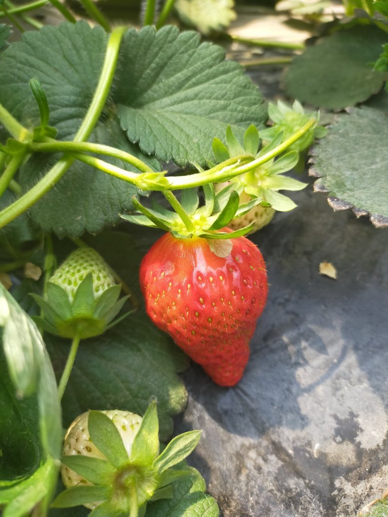 新鲜草莓。现摘现发。基地直供