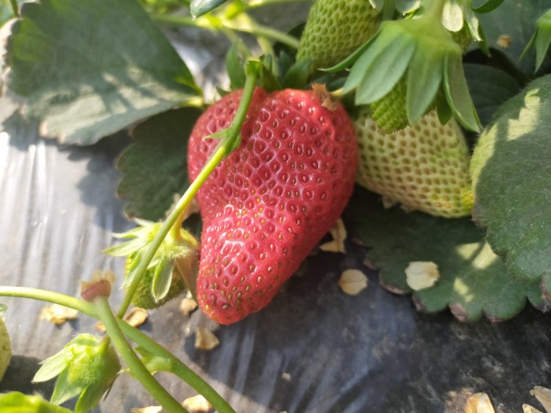 新鲜草莓。现摘现发。基地直供