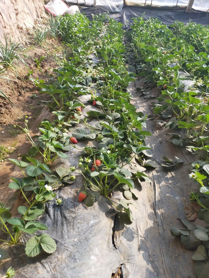 新鲜草莓。现摘现发。基地直供