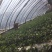 新鲜草莓。现摘现发。基地直供