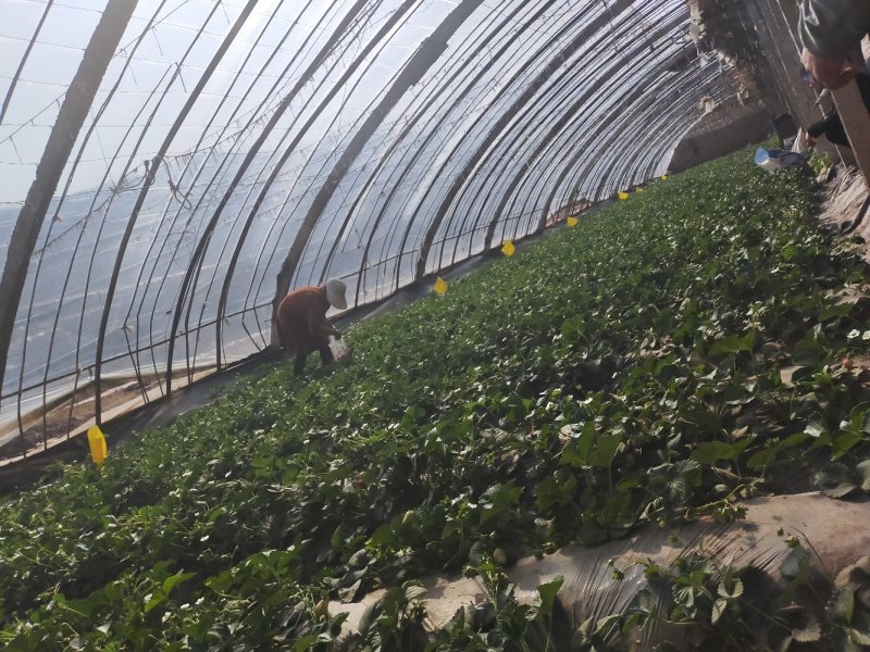 新鲜草莓。现摘现发。基地直供