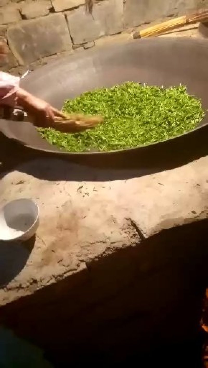 镇宁县白沙的村板岩组老树茶