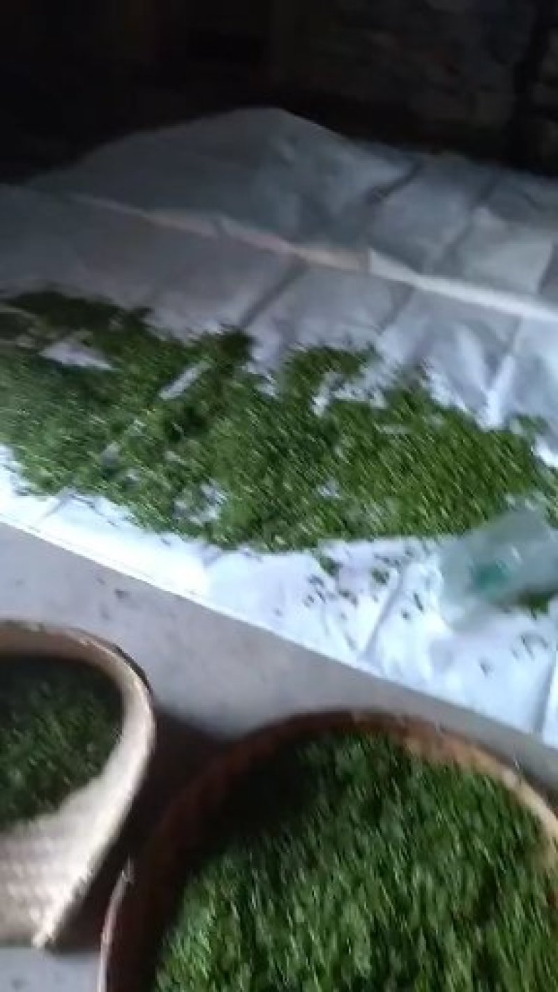 镇宁县白沙的村板岩组老树茶