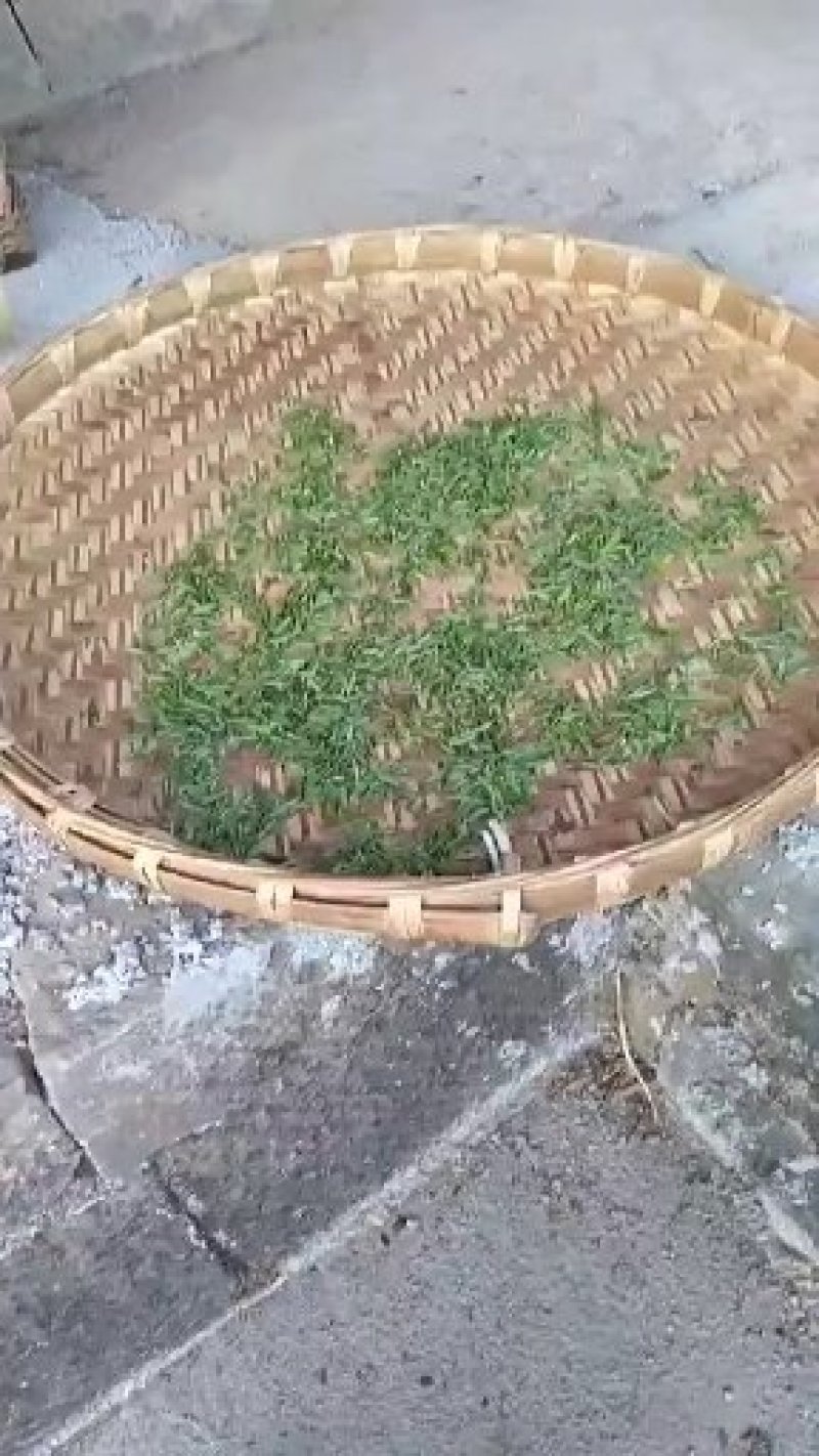 镇宁县白沙的村板岩组老树茶
