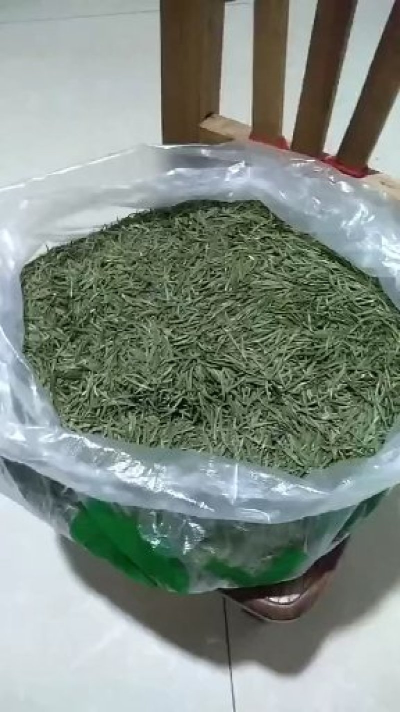 镇宁县白沙的村板岩组老树茶