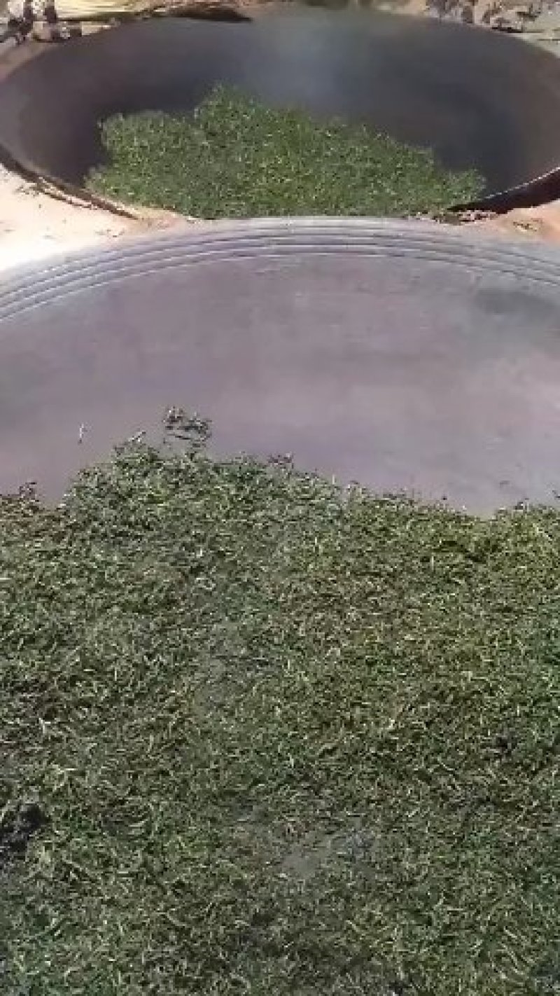 镇宁县白沙的村板岩组老树茶