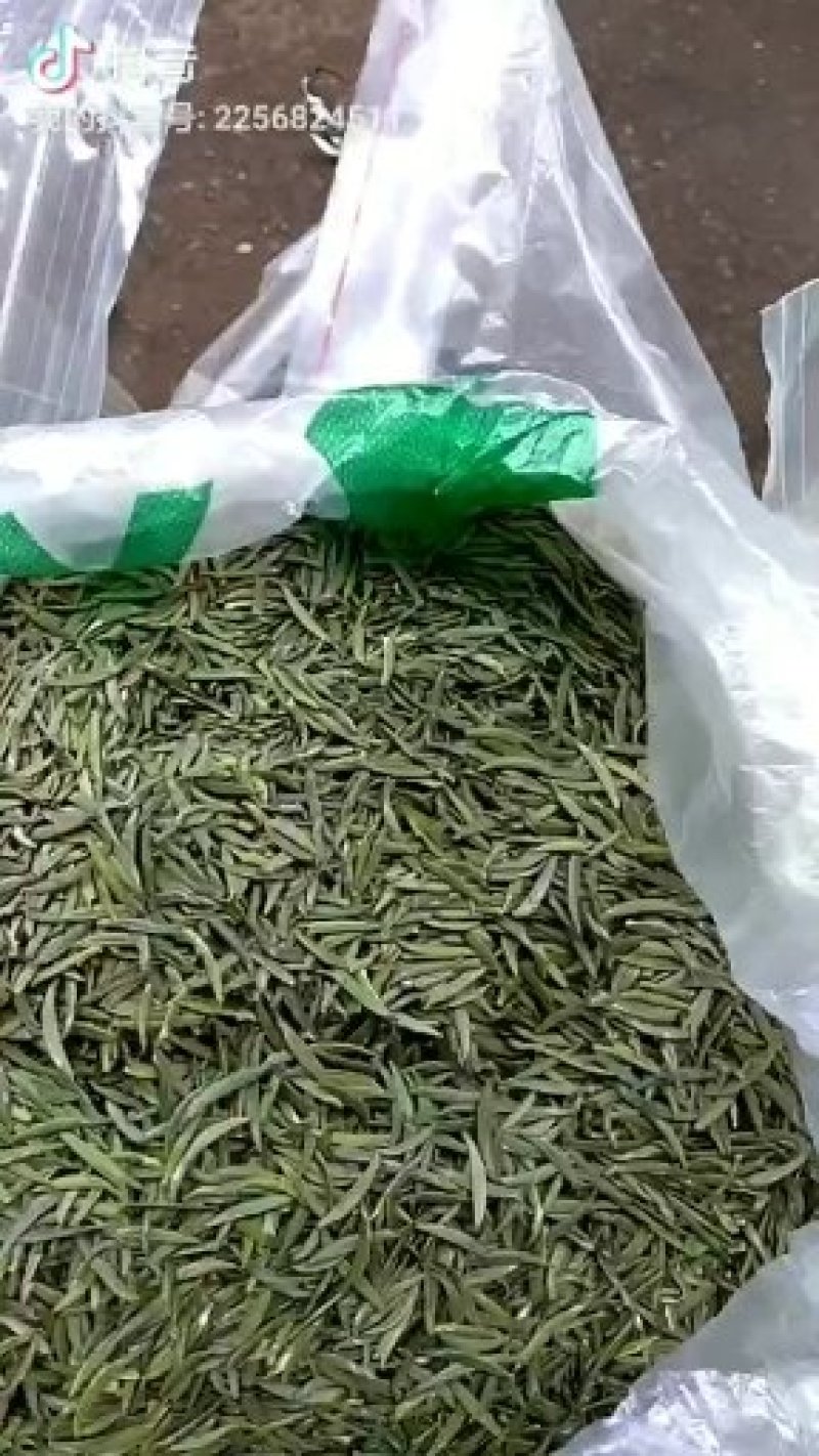 镇宁县白沙的村板岩组老树茶