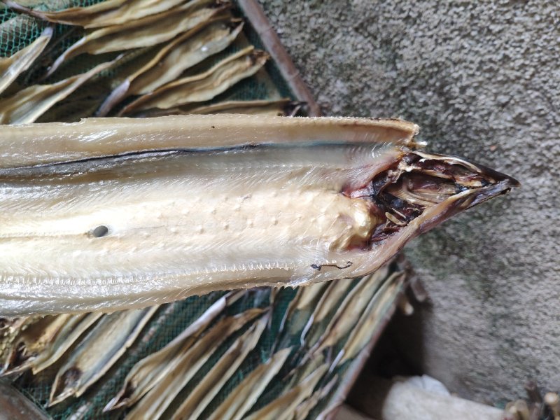 北部湾深海鳗鱼片鳗鱼干鱼干货小鱼干晒厂直销