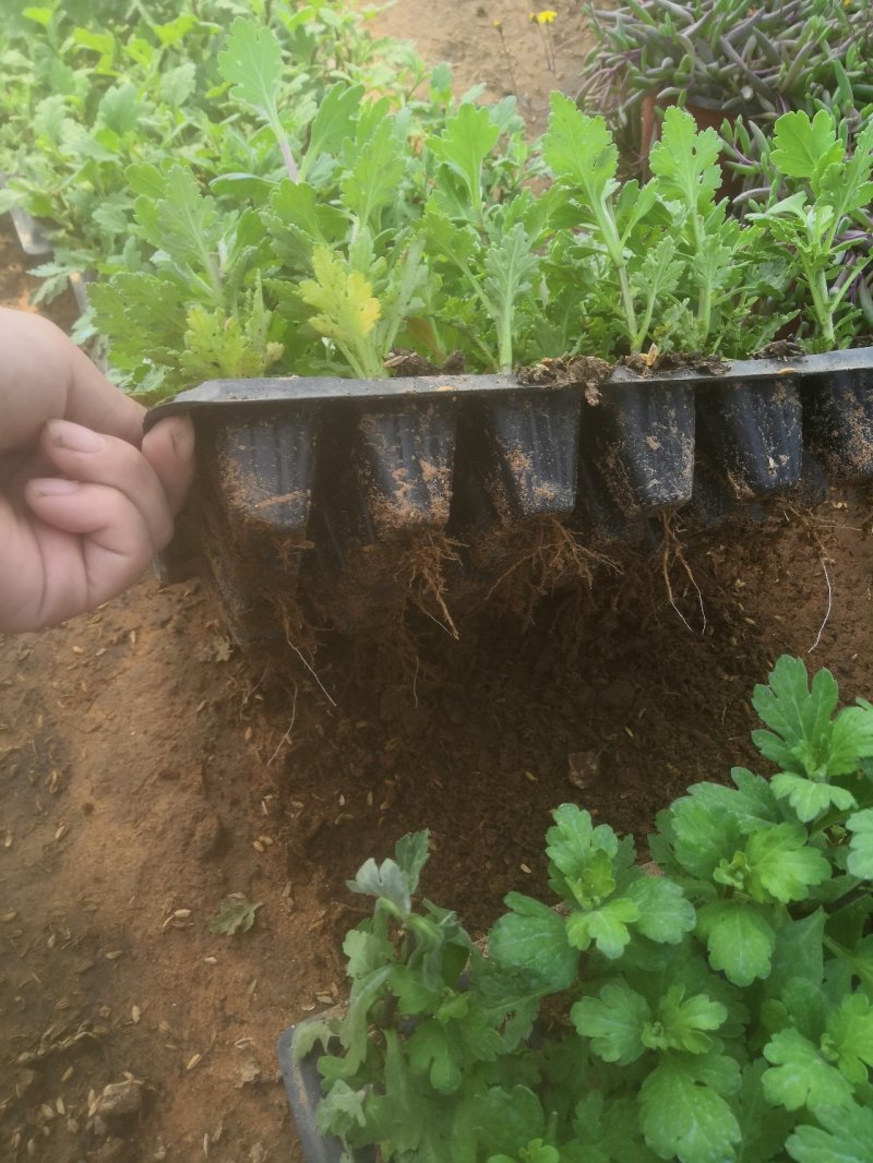菊花小苗穴盘苗庭院菊花品种繁多基地批发包对版