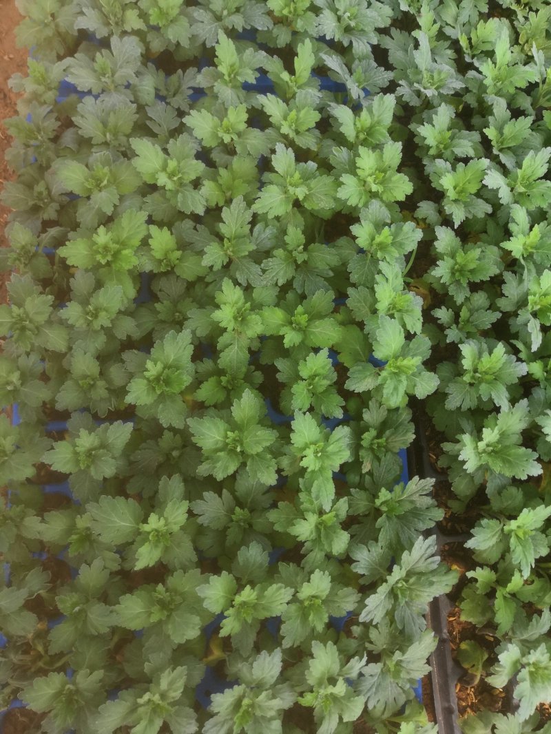 菊花小苗穴盘苗庭院菊花品种繁多基地批发包对版