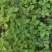 菊花小苗穴盘苗庭院菊花品种繁多基地批发包对版