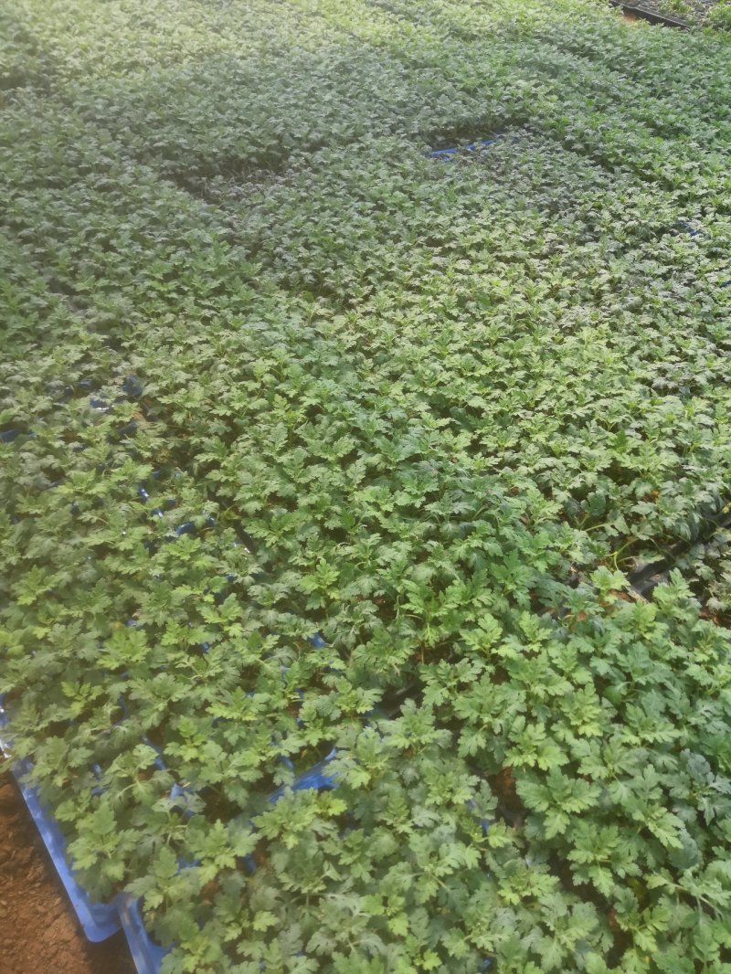 菊花小苗穴盘苗庭院菊花品种繁多基地批发包对版