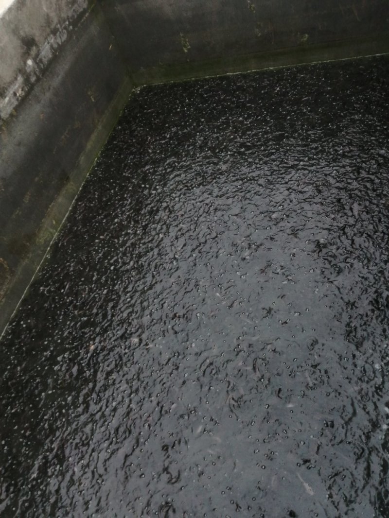 胡子鲶苗八胡鲶鱼苗八须鲶鱼苗