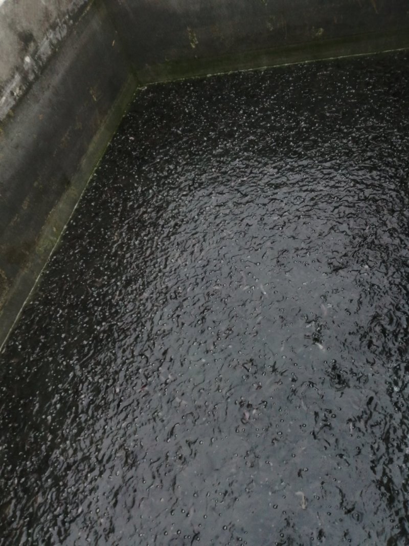 胡子鲶苗八胡鲶鱼苗八须鲶鱼苗