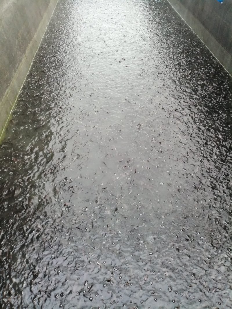 胡子鲶苗八胡鲶鱼苗八须鲶鱼苗