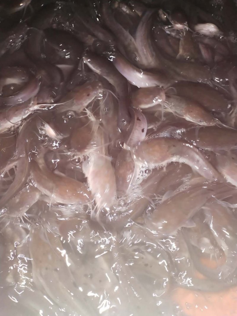 胡子鲶苗八须鲶鱼苗八胡鲶鱼苗
