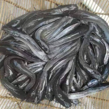 胡子鲶苗八须鲶鱼苗八胡鲶鱼苗