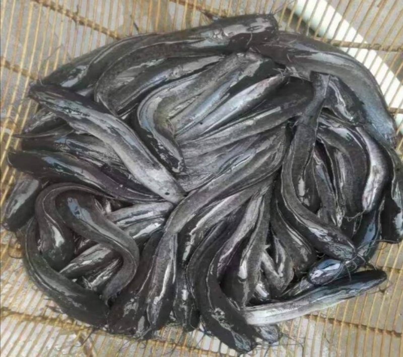 胡子鲶苗八须鲶鱼苗八胡鲶鱼苗
