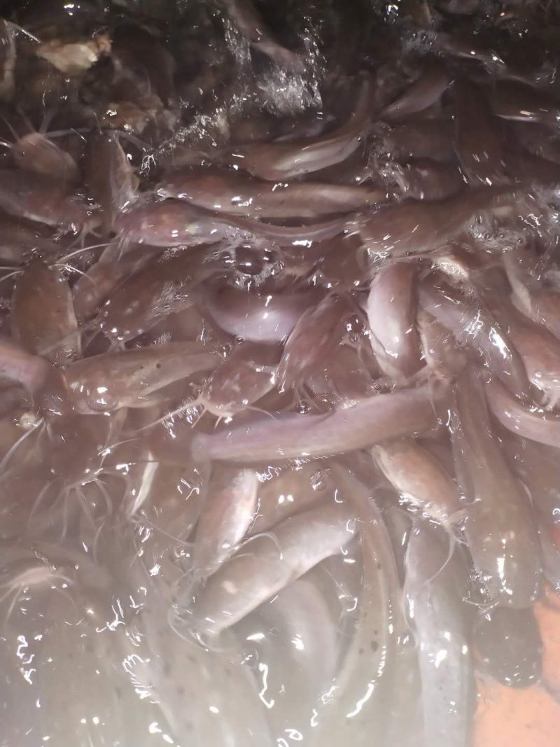 胡子鲶苗八须鲶鱼苗八胡鲶鱼苗