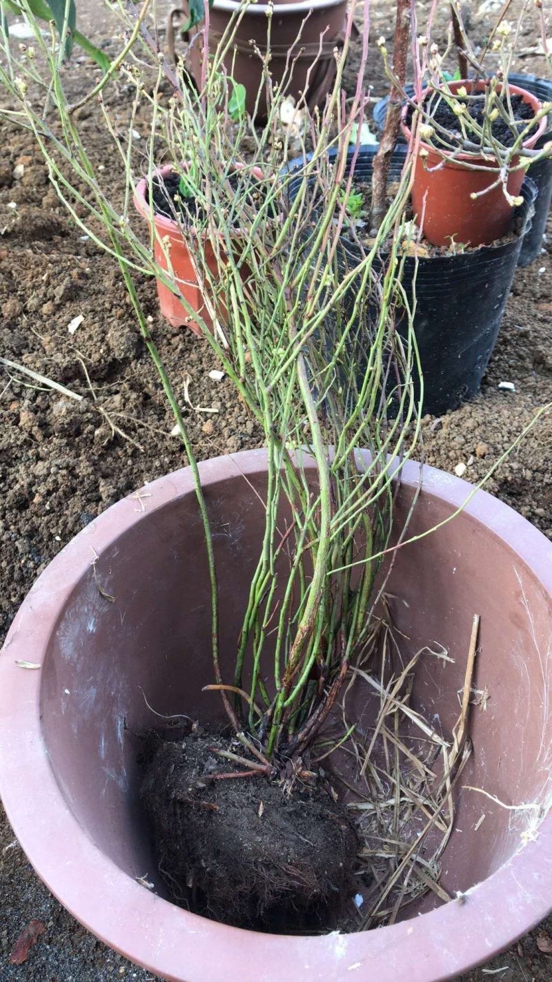 抗寒蓝莓苗！六年挂果大苗南北方种植，当年大量挂果苗