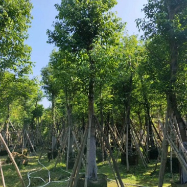 天竺桂(阴香)(广东阴香供应商)(广东阴香树批发商)