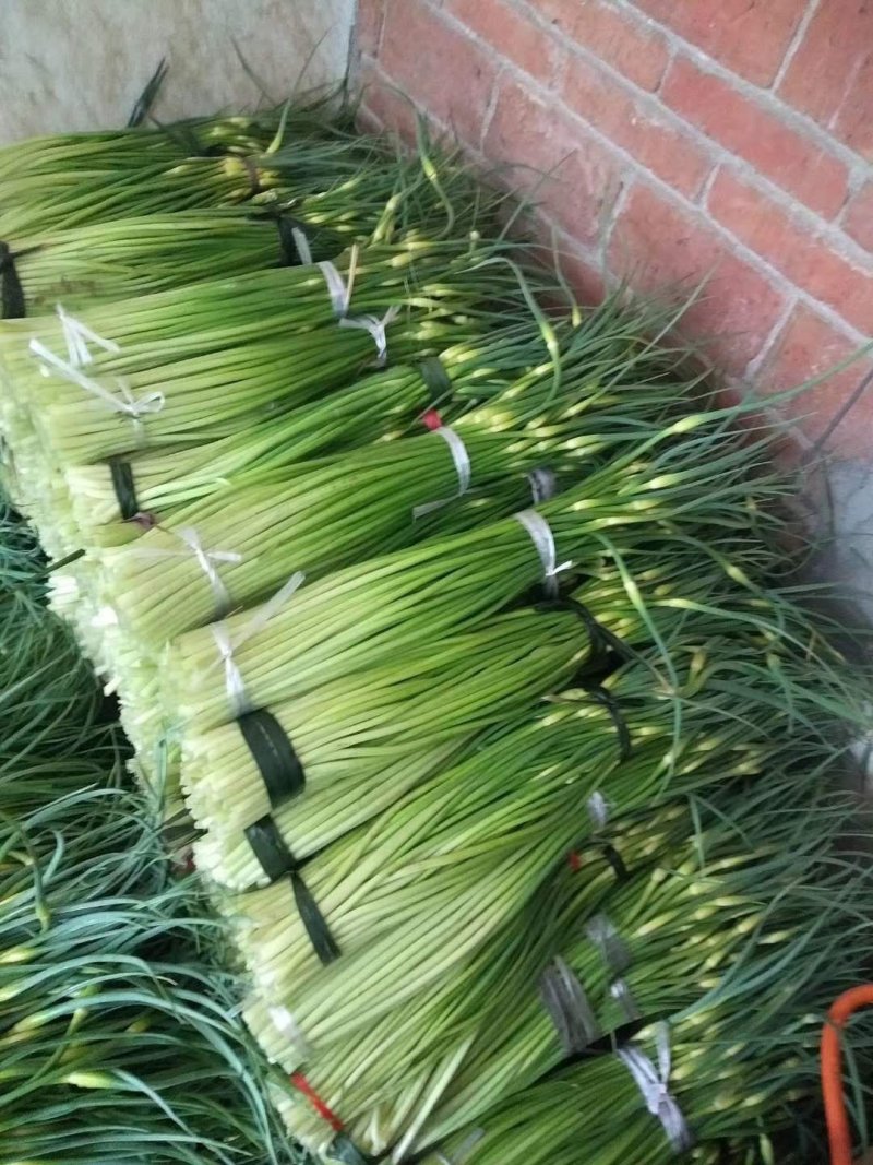 精品白帽蒜薹《大量鲜货上市》50～60cm